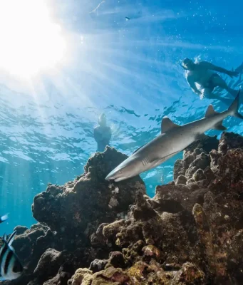 Fiji’de Köpekbalıklarıyla Yüzmek! Köpekbalığı Dalış