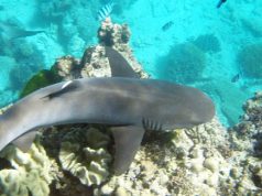 Fiji’de Köpekbalıklarıyla Yüzmek! Kopekbaligi-Dalis-Snorkel