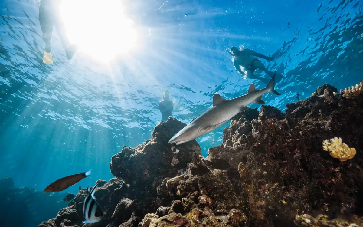 Köpekbalığı Dalış