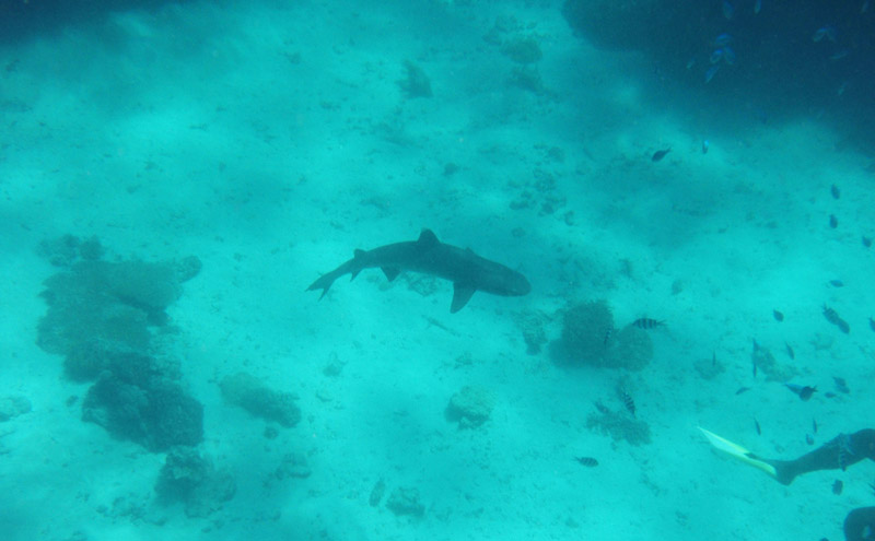 Kuata-Shark-Snorkeling