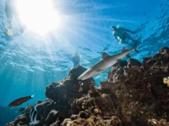 Fiji’de Köpekbalıklarıyla Yüzmek! Köpekbalığı Dalış