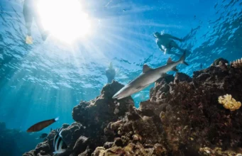 Köpekbalığı Dalış