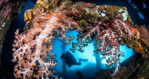 Batık Gemiye Dalış: Tulamben, Bali