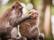 Kutsal Maymun Ormanı: Ubud Monkey Forest Ubud Monkey Forest