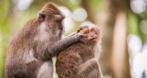 Kutsal Maymun Ormanı: Ubud Monkey Forest Ubud Monkey Forest