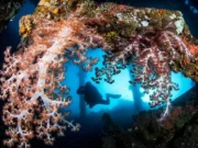 Tulamben Dalış, Bali