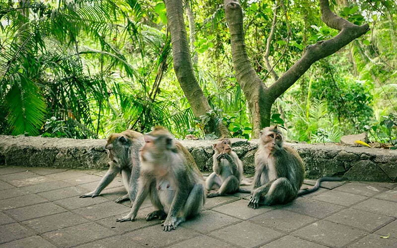 Ubud Sacred Monkey Forest