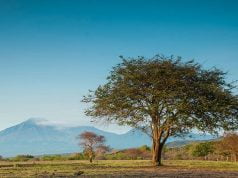 Java’daki Afrika: Baluran National Park Baluran National Park