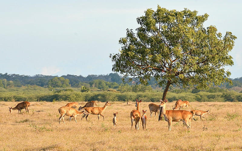 Baluran Ulusal Parkı