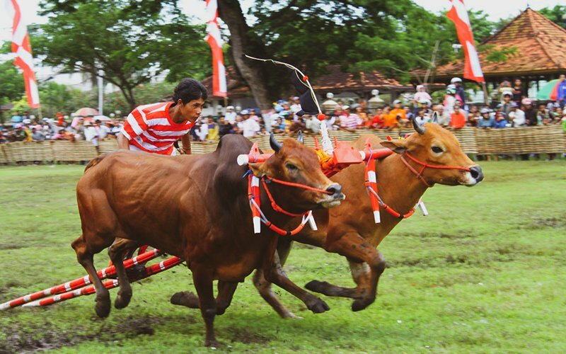 Karapan Sapi, Madura