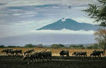 Banyuwangi Gezi Rehberi: Java’nın Ucunda Başlayan Macera Banyuwangi gezilecek yerler