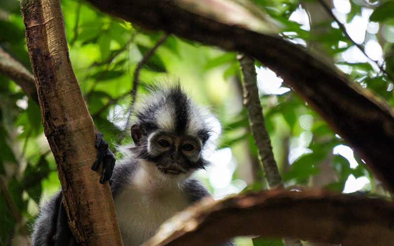 G. Leuser Ulusal Park