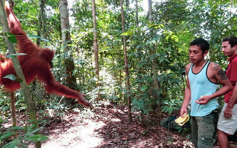 Gunung Leuser Milli Park