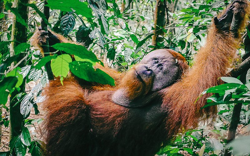 Gunung Leuser National Park