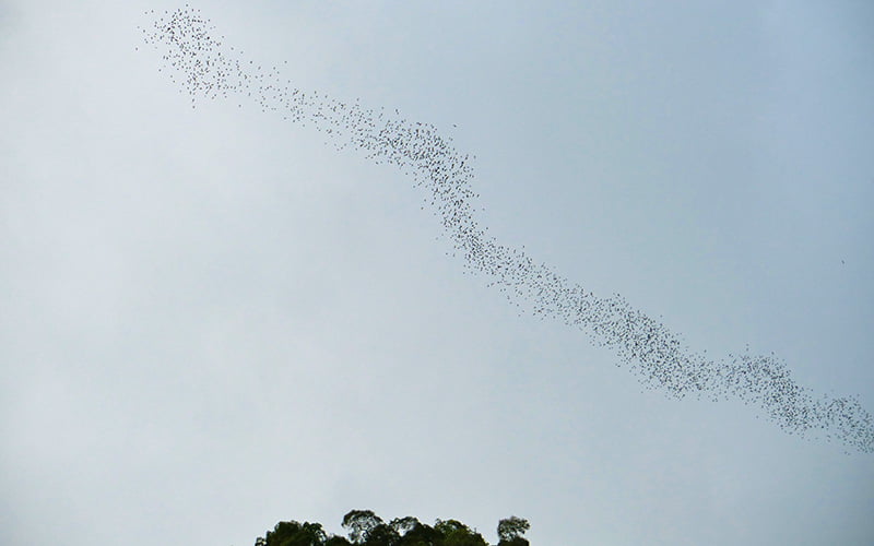 Mulu Bats Observatory