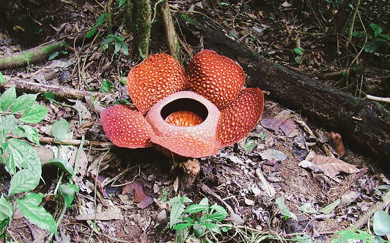 Rafflesia