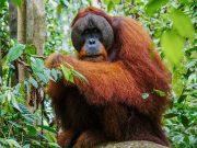 Orangutanlarla Yürümek: Gunung Leuser National Park Sumatra Gunung Leuser Ulusal Park