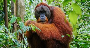 Orangutanlarla Yürümek: Gunung Leuser National Park Sumatra Gunung Leuser Ulusal Park