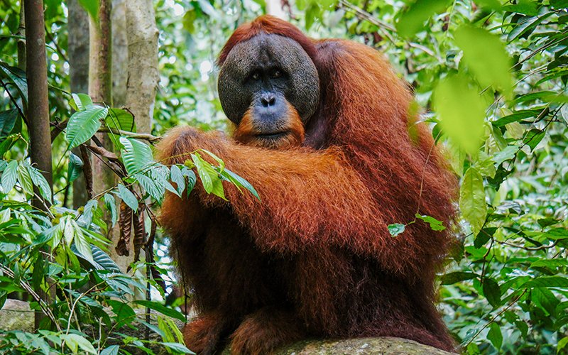 Sumatra Gunung Leuser Ulusal Park