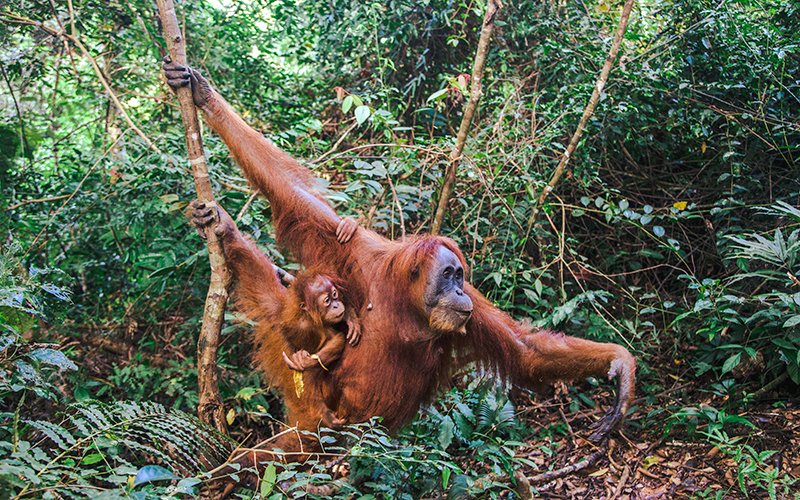 Sumatra Orangutanları