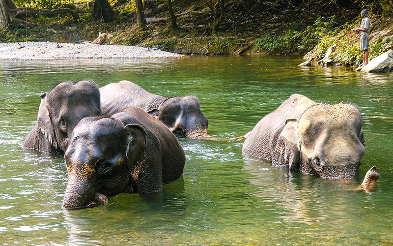 Tangkahan Elephant Sanctuary