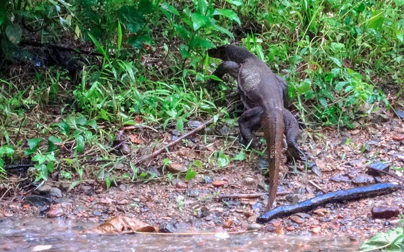 Monitor lizard