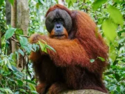 Sumatra Gunung Leuser Ulusal Park