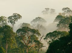 Dünya Harikalarından: Danum Vadisi, Borneo   Danum Vadisi
