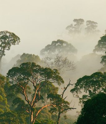 Dünya Harikalarından: Danum Vadisi, Borneo Danum Vadisi