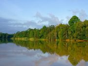 Borneo Yaban Hayatı Koruma Alanı: Kinabatangan Wildlife Sanctuary Kinabatangan Nehri