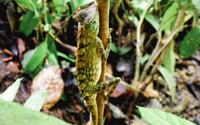 Kinabatangan Nerede