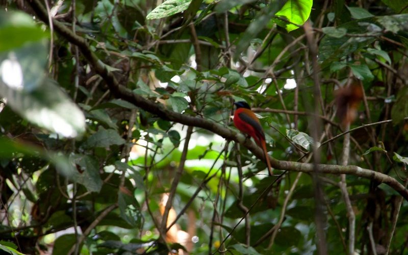 Kinabatangan-River-Sabah-Borneo-Malaysia