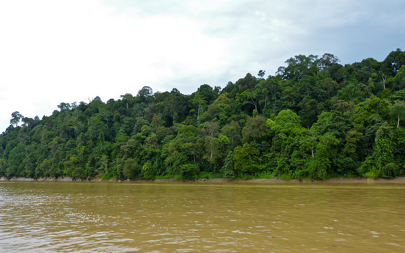 Kinabatangan River, Sukau, Sabah, Malaysia