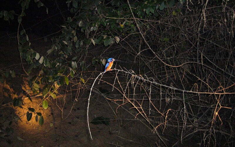 Kinabatangan-Wildlife-Night-Tour