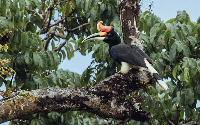 Boynuzgaga (Hornbil)