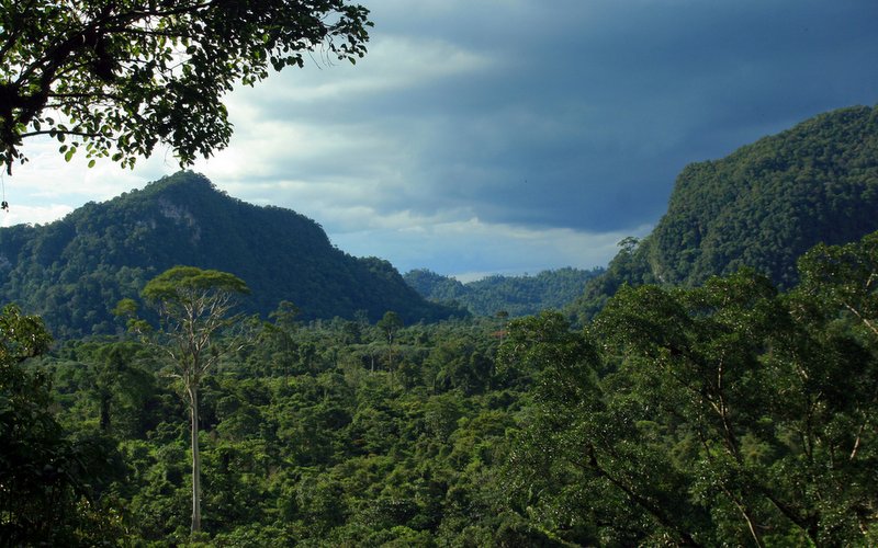 Borneo Mulu National Parkı Yağmur Ormanları