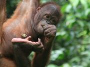 Borneo Orangutan Rehabilitasyon Merkezi: Sepilok Orangutan Sanctuary Orangutanlar