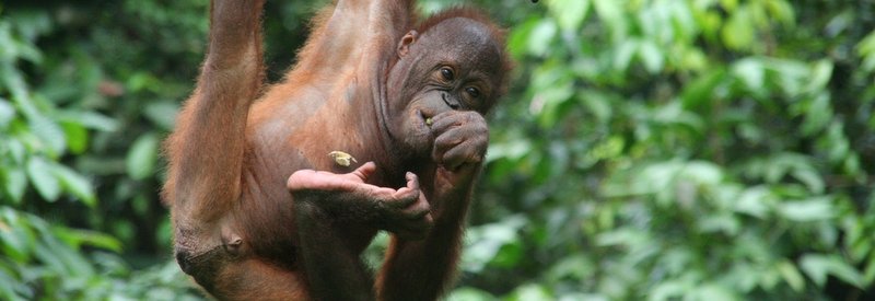 Orangutanlar