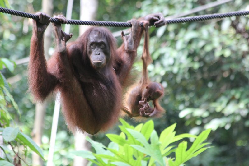 Sepilok-Orangutan- Rehabilitation- Centre