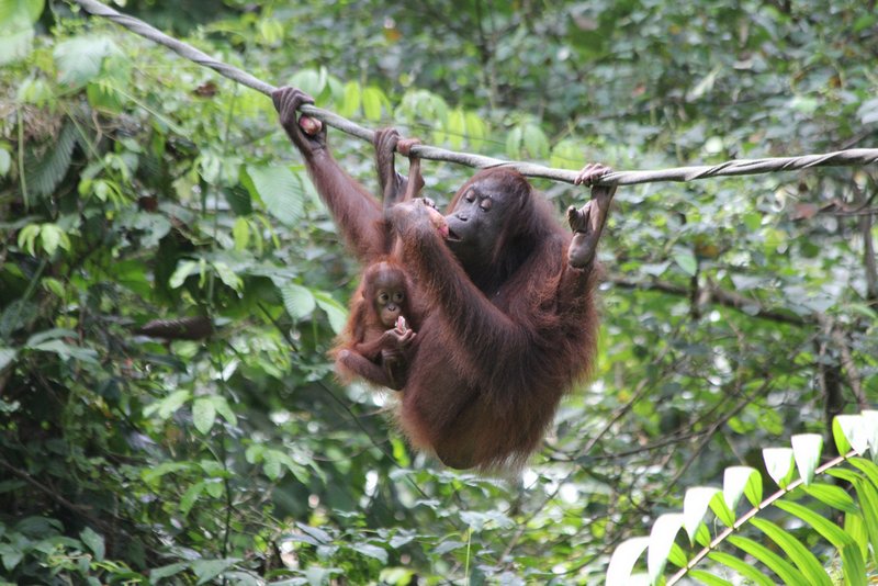 Sepilok- Orangutan- Rehabilitation