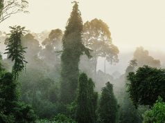 Tabin Doğal Hayatı Koruma Alanı: Tabin Wildlife, Sandakan   Tabin Wildlife