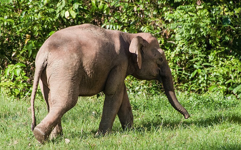 Tabin Wildlife, Borneo