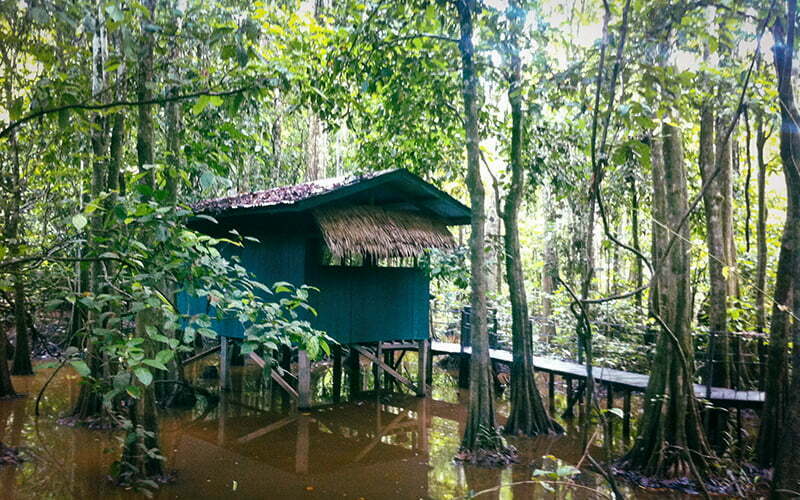 Uncle Tan Wildlife, Kinabatangan