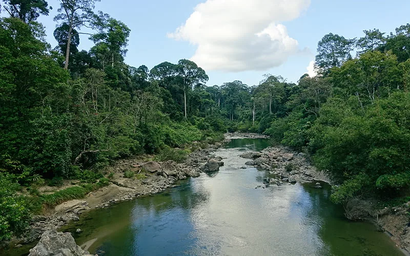 Borneo Danum Vadisi