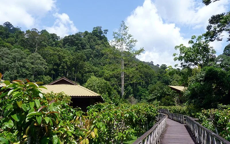 Borneo Rainforest Lodge