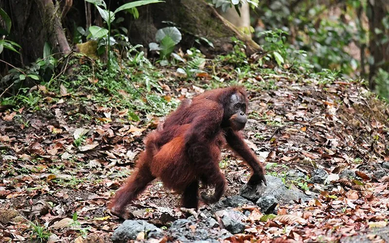 Danum Vadisi, Borneo
