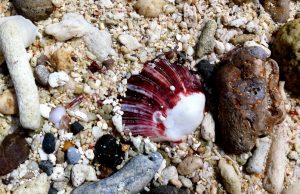 İstiridye Kabukları ve Düzen Meselesi