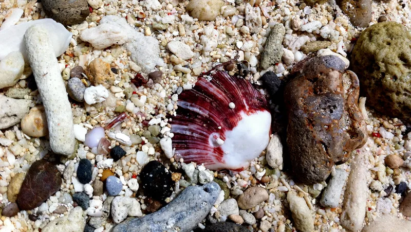 İstiridye Kabukları