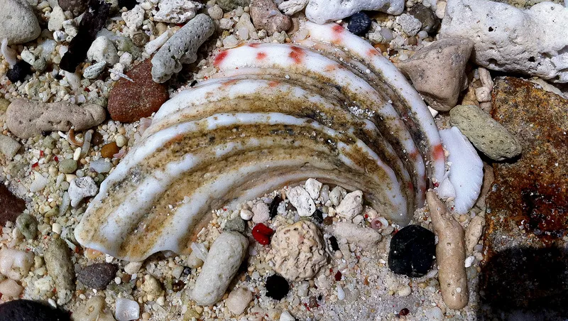 İstiridye Kabukları