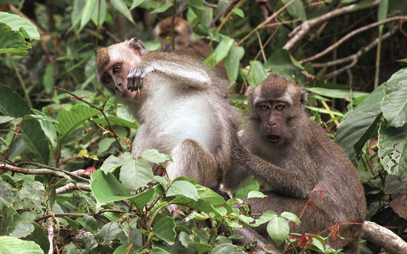 Kinabatangan Wildlife Sanctuary